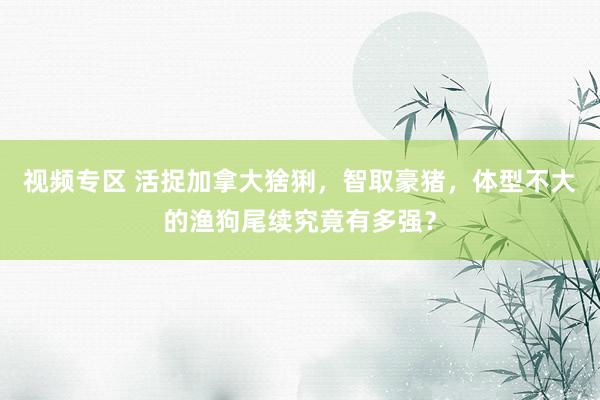 视频专区 活捉加拿大猞猁，智取豪猪，体型不大的渔狗尾续究竟有多强？
