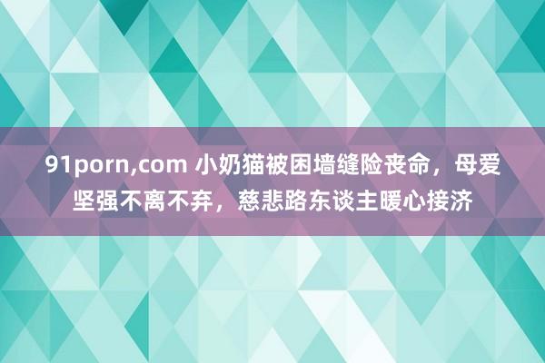 91porn，com 小奶猫被困墙缝险丧命，母爱坚强不离不弃，慈悲路东谈主暖心接济