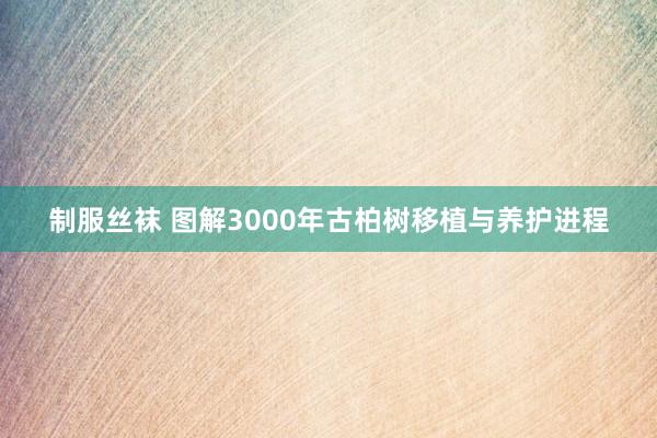 制服丝袜 图解3000年古柏树移植与养护进程